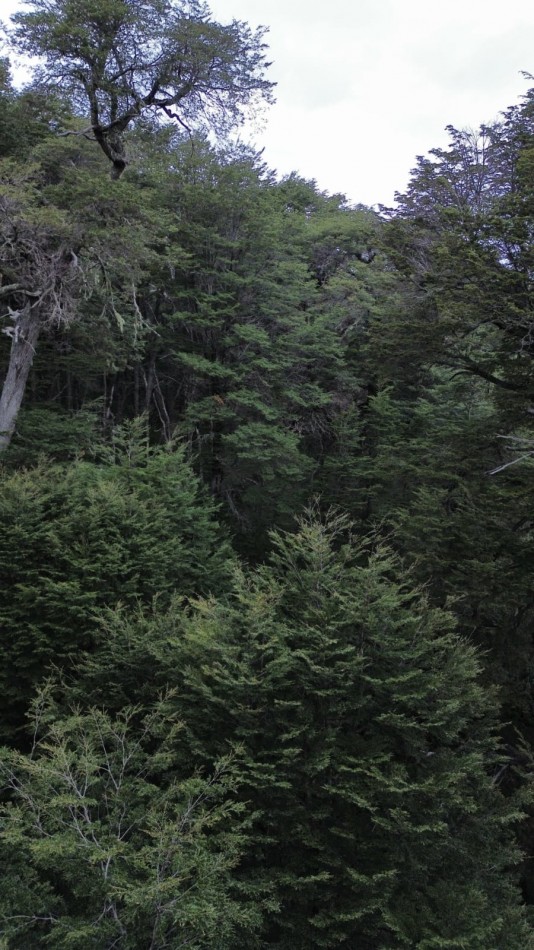 Lote en venta en Peninsula San Pedro | Naturaleza, privacidad y vistas al Nahuel Huapi
