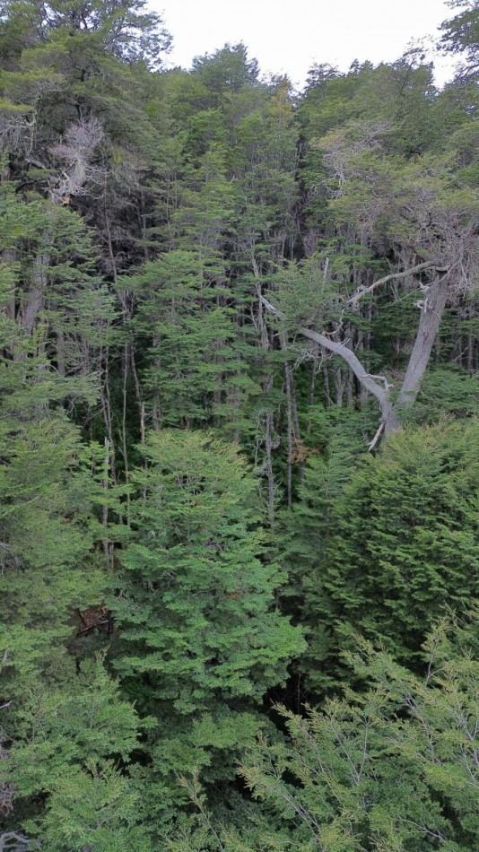 Lote en venta en Peninsula San Pedro | Naturaleza, privacidad y vistas al Nahuel Huapi