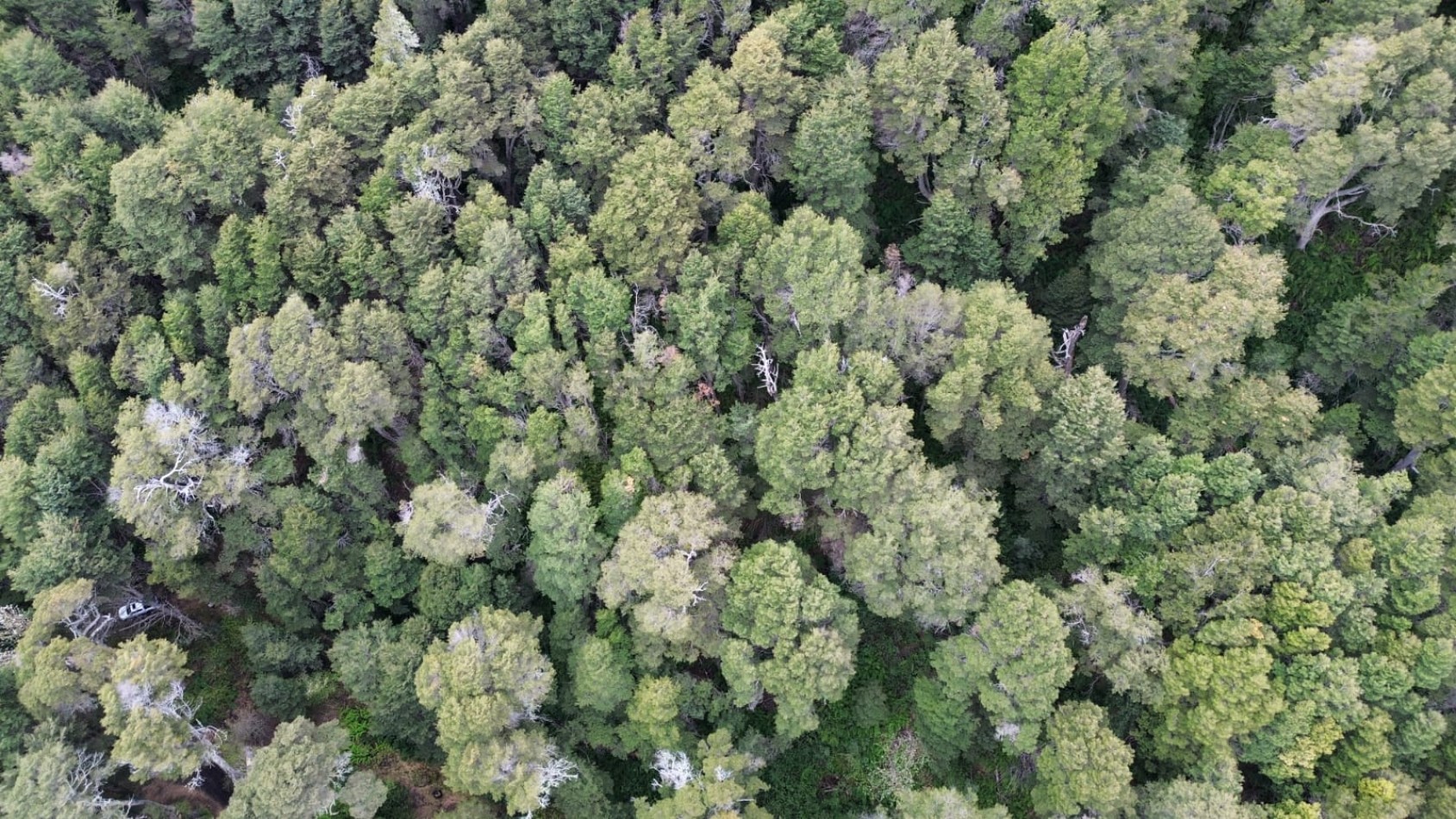 Lote en venta en Peninsula San Pedro | Naturaleza, privacidad y vistas al Nahuel Huapi